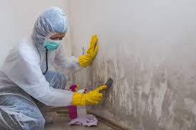 Best Black Mold Removal  in Beverly Hills, CA